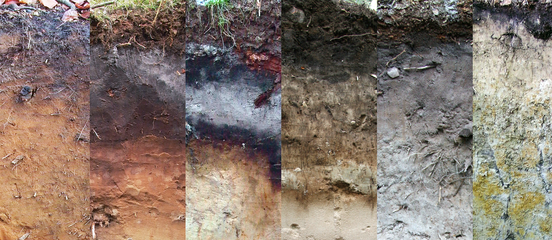 Horizon sequence of different forest soils